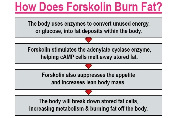 Forskolin Benefits