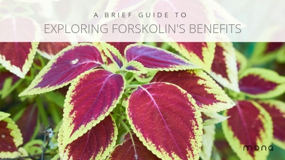 Forskolin Benefits